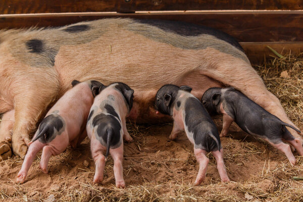 Newborn pigs are trying to suckle from its mother pig.