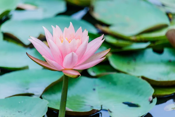 Loto rosa en el estanque — Foto de Stock