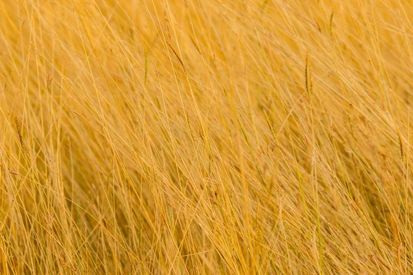 Dry grass in the meadow — Stock Photo, Image
