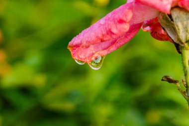 su damlaları ile güzel gül arka yukarı kapatın