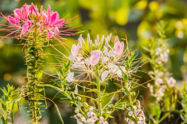 pembe ve Beyaz örümcek çiçeği (cleome hassleriana) Bahçe 