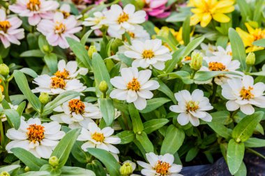 Papatya çiçek beyaz renk bahçe