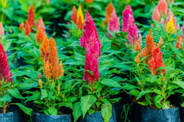 Güzel celosia çiçek arka plan