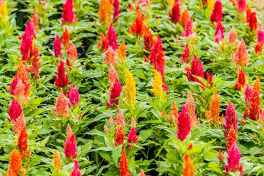 Güzel celosia çiçek arka plan