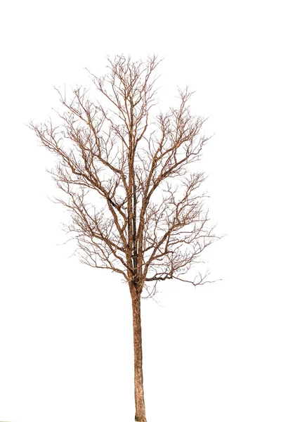 Toter Baum isoliert auf weißem Hintergrund — Stockfoto