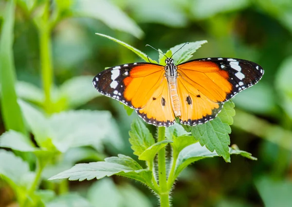 Closeup butterfly on flower — Stock Photo, Image