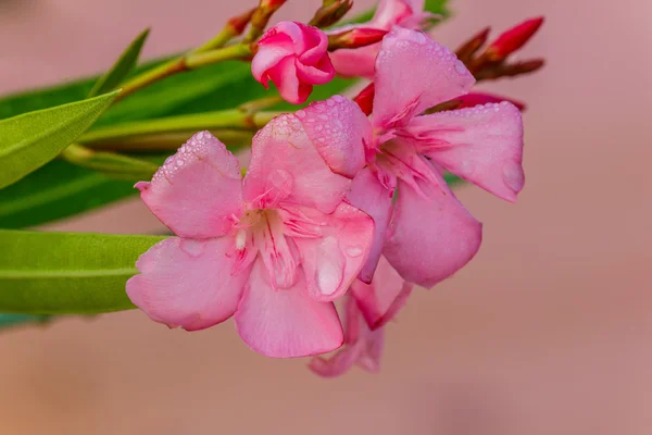 Oleander (Nerium oleander, Apocynaceae) kwiaty, kwitnące — Zdjęcie stockowe