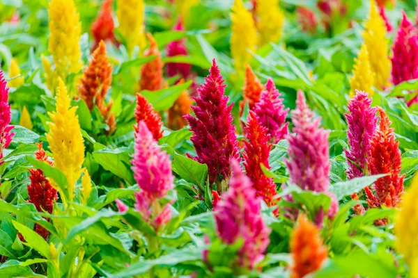 stock image Beautiful  celosia flowers background