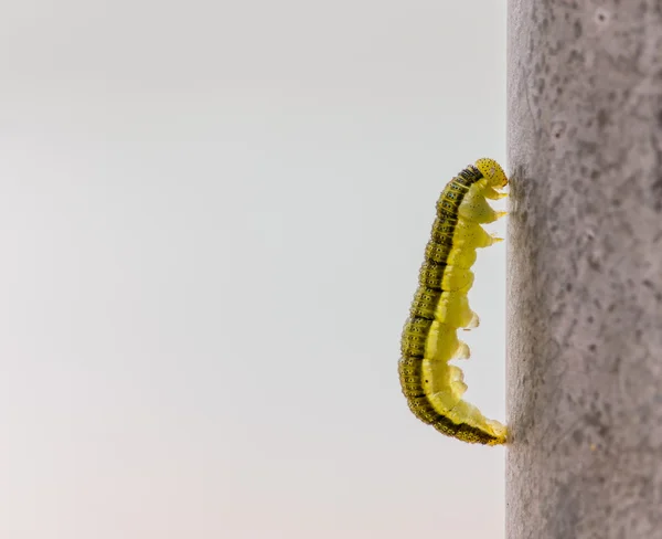 Gusano subir en la valla de acero . — Foto de Stock