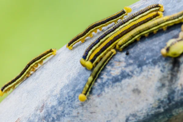 Worm Worm subir na cerca de aço . — Fotografia de Stock