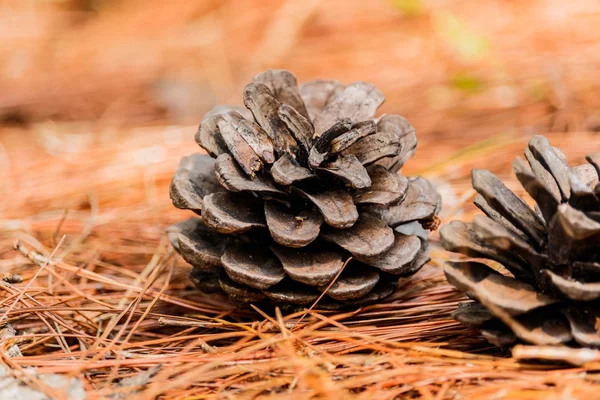 Seeds of Khasiya Pine on forest moutaint Royalty Free Stock Photos