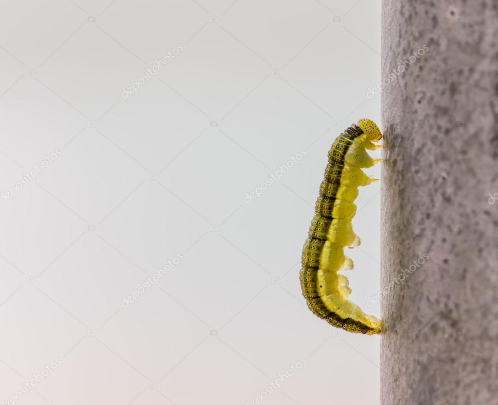 sanpom