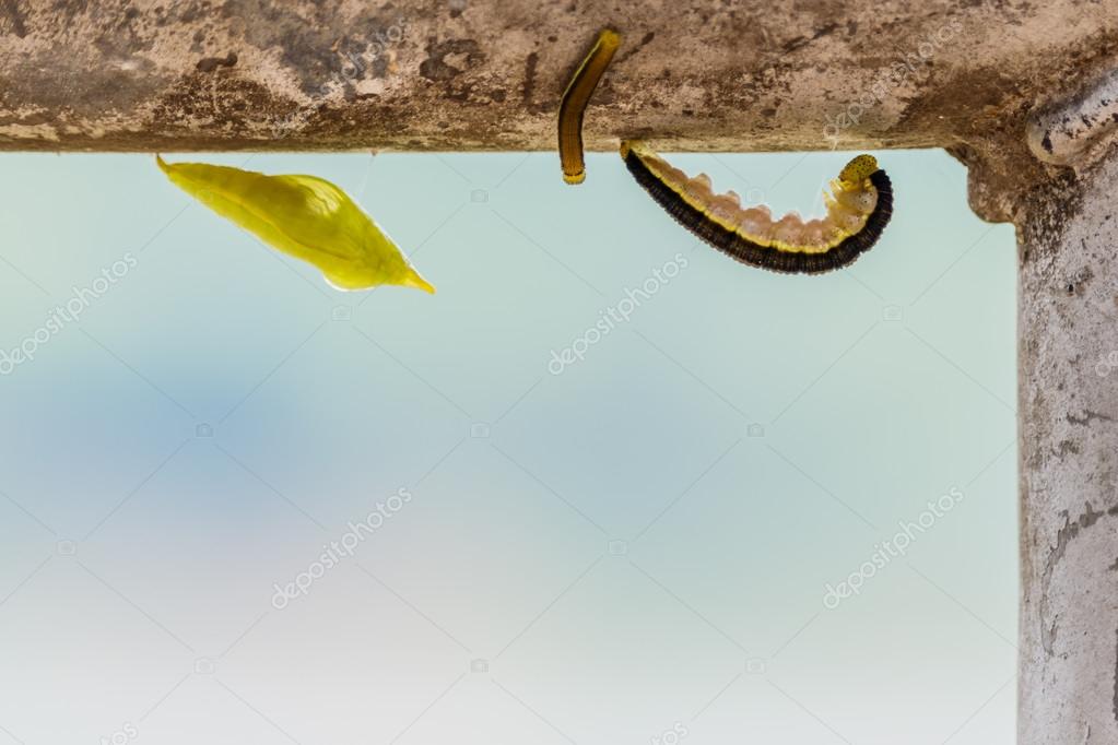 sanpom