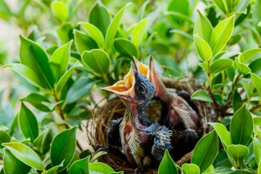  hungry Baby birds  in a nest  clipart