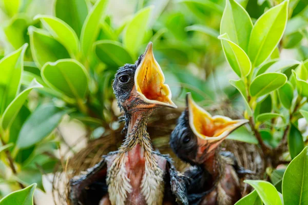 Hungry Baby birds  in a nest — Stock Photo, Image