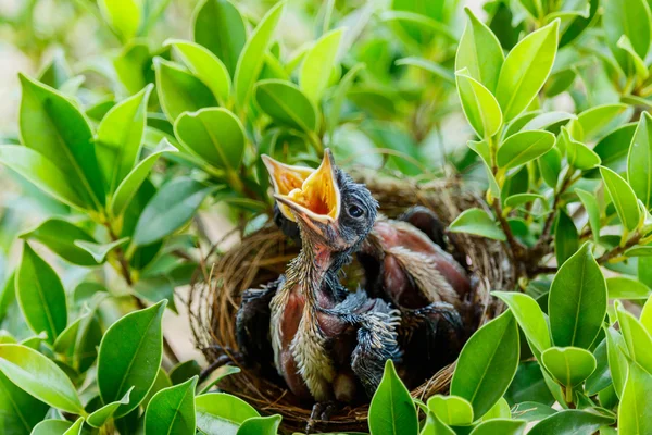 Głodne ptaki Baby w gniazdo — Zdjęcie stockowe