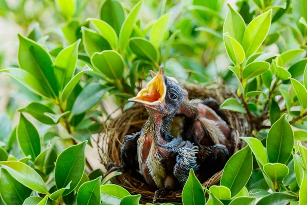 Hungry Baby birds  in a nest — Stock Photo, Image