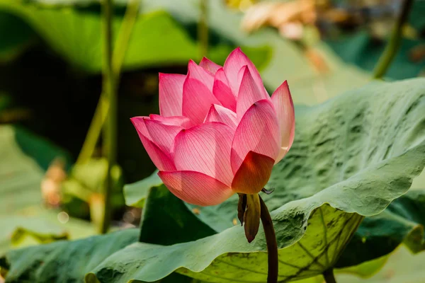 Hermosa flor de loto — Foto de Stock