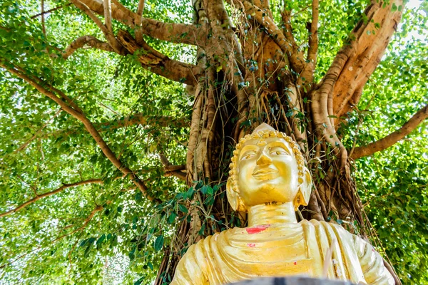 Buda imagen bajo el árbol de Bodhi — Foto de Stock