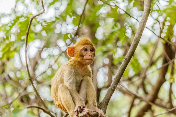 Monos lindos Un mono lindo vive en un bosque natural  . —  Fotos de Stock