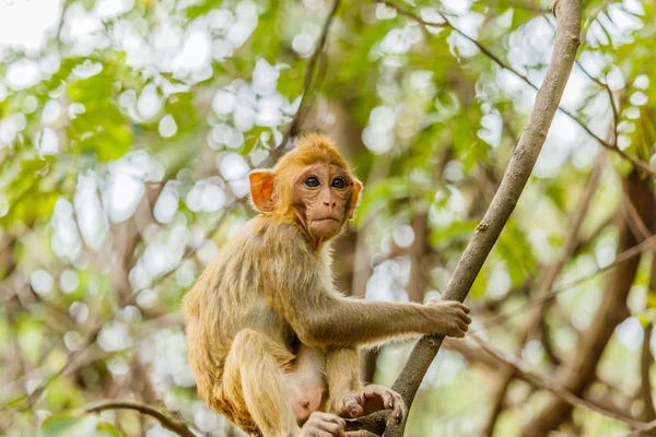 Monyet lucu, monyet lucu tinggal di hutan alami. . — Stok Foto