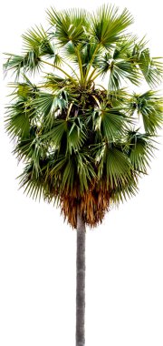 Şeker palmiye ağacı üzerinde beyaz izole