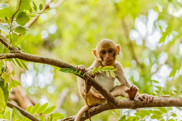 Monos lindos Un mono lindo vive en un bosque natural  . —  Fotos de Stock