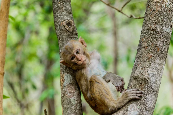 Monyet lucu, monyet lucu tinggal di hutan alami. . — Stok Foto