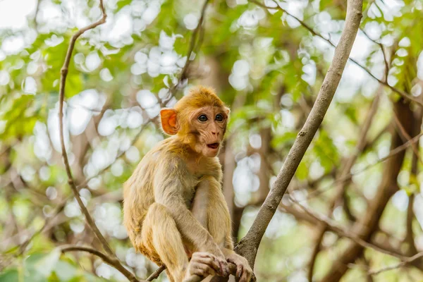 Macacos bonitos Um macaco bonito vive em uma floresta natural  . — Fotografia de Stock