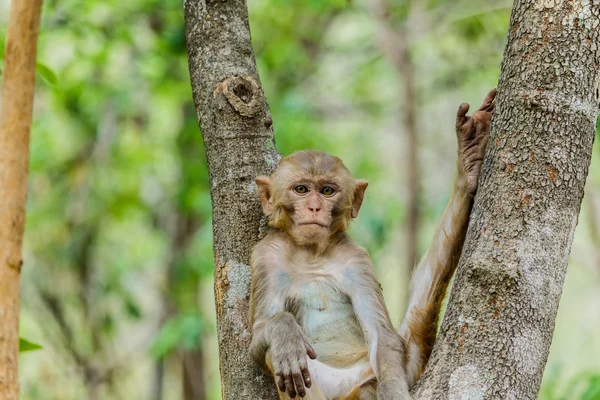 Monyet lucu, monyet lucu tinggal di hutan alami. . — Stok Foto