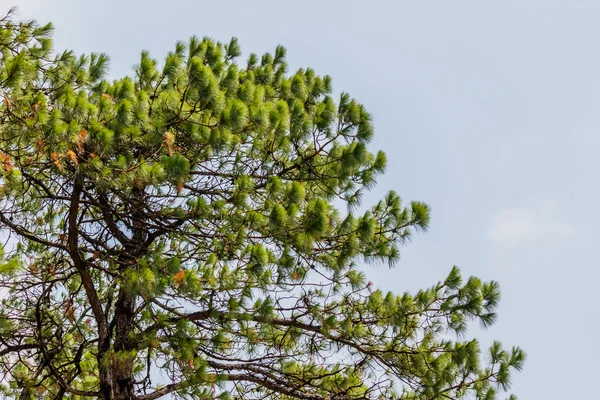 Khasiya Pine op bos moutaint in Phu Rua Nationaal Park, Thailan — Stockfoto