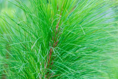 Khasiya çam ormanı moutaint Phu Rua Milli Parkı'nda, Thailan üzerinde