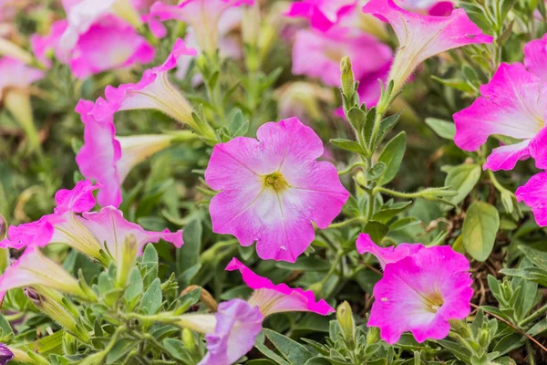 Petunia háttér színes virágok — Stock Fotó