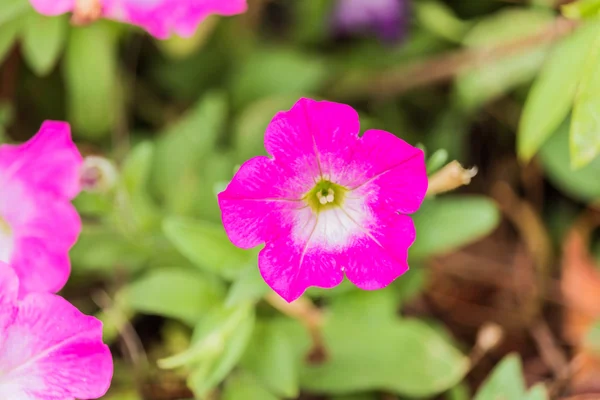 Petunia háttér színes virágok — Stock Fotó