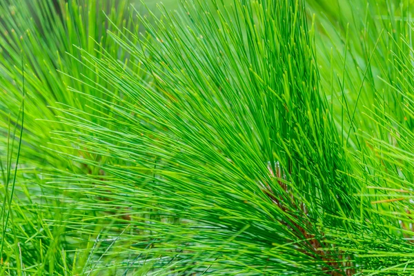 Khasiya Pine di moutaint hutan di Taman Nasional Phu Rua, Thailan — Stok Foto