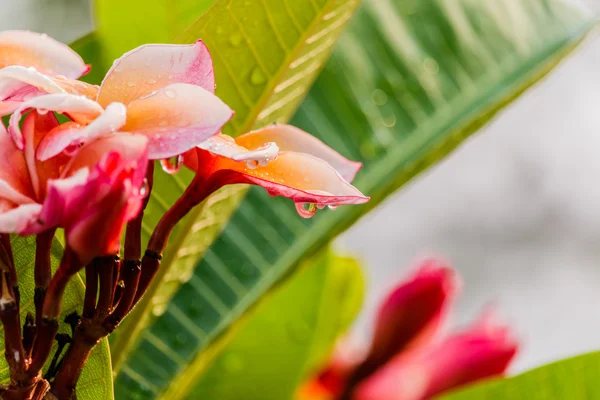 Plumeria rosa flores molhadas — Fotografia de Stock