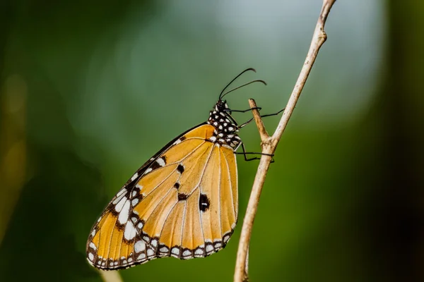 나뭇가지 (일반적인 타이거 나비에 근접 촬영 나비) — 스톡 사진