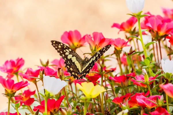 Mariposa sobre una flor de Portulaca oleracea . — Foto de Stock