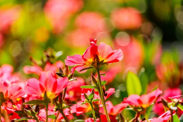 A kép a sok színes virág Portulaca oleracea. — Stock Fotó