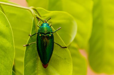 Güzel mücevher böceği veya metalik ahşap-sıkıcı (Buprestid) yeşil yaprak üzerinde.