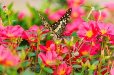 Portulaca oleracea çiçek üzerinde Kelebek.