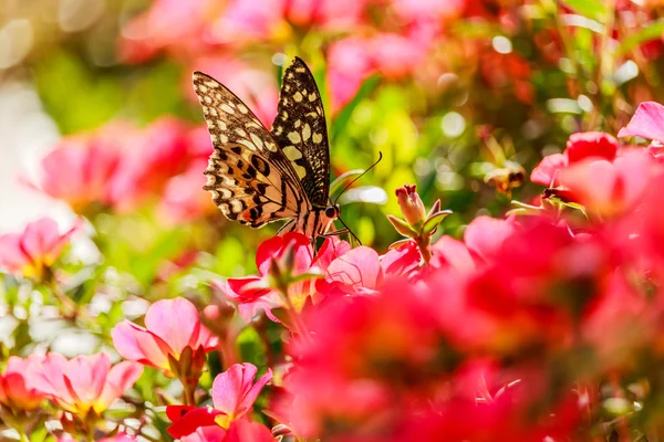 Butterfly on a Portulaca oleracea flower. — Stock Photo, Image