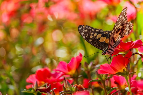 Mariposa sobre una flor de Portulaca oleracea . — Foto de Stock