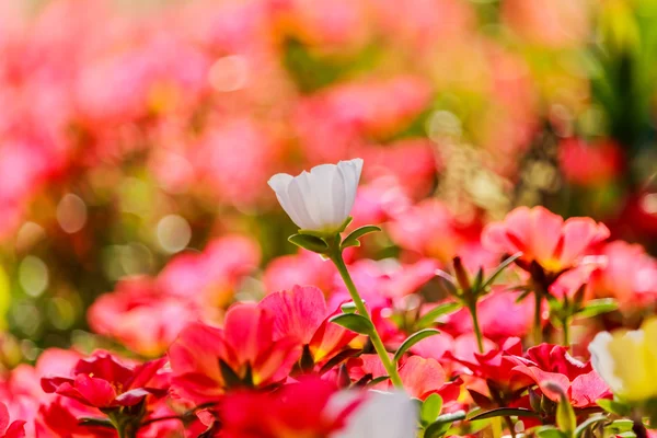 A kép a sok színes virág Portulaca oleracea. — Stock Fotó