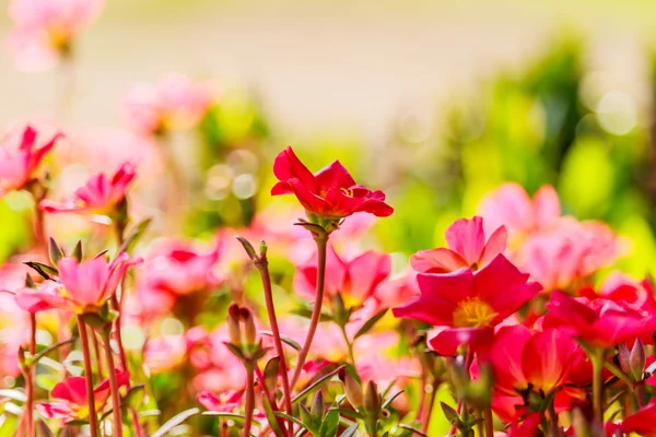 A kép a sok színes virág Portulaca oleracea. — Stock Fotó