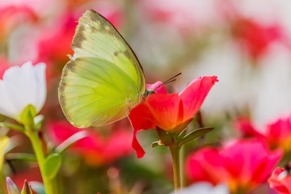 Portulaca 올레라케아 꽃에 나비. — 스톡 사진