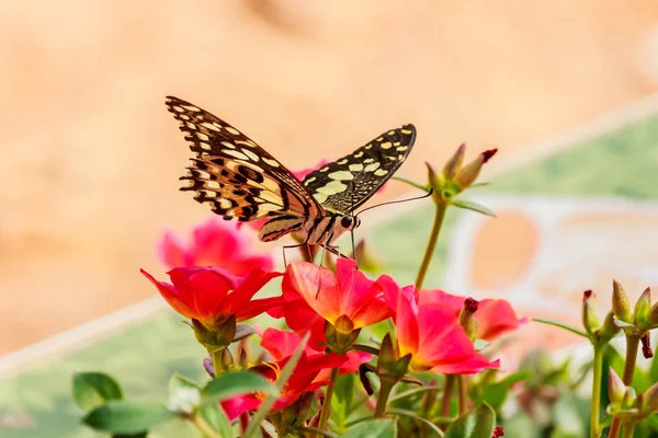 Mariposa sobre una flor de Portulaca oleracea . — Foto de Stock
