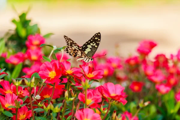 Mariposa sobre una flor de Portulaca oleracea . — Foto de Stock