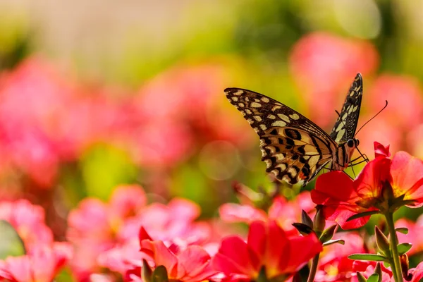 Mariposa sobre una flor de Portulaca oleracea . — Foto de Stock