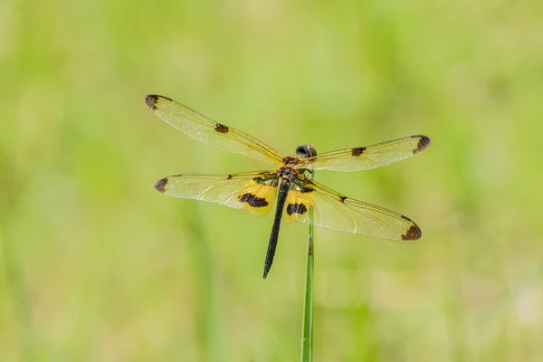 Belle libellule reposant sur l'herbe à Field — Photo